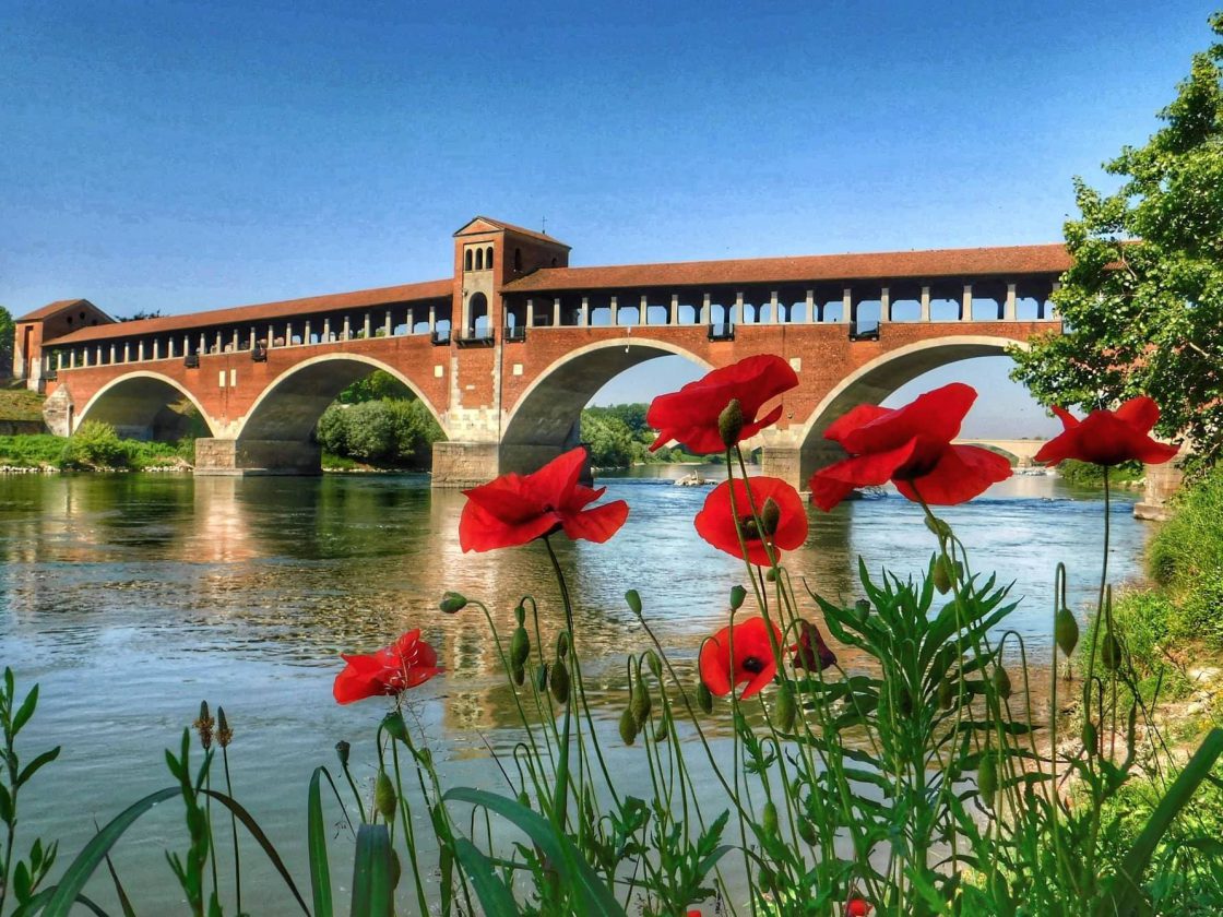 La foto del Ponte Coperto di Pavia, in primo piano dei bellissimi papaveri