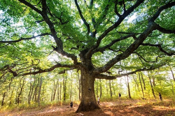 Irpinia, Campania, nelle vicinanze di Napoli, alla scoperta dei tesori nascosti dell'Irpinia.