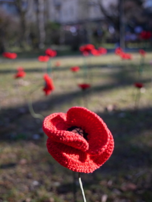 Un campo di papaveri con la tecnica dello Yarn Bombing all'Orto Botanico di Ferrara