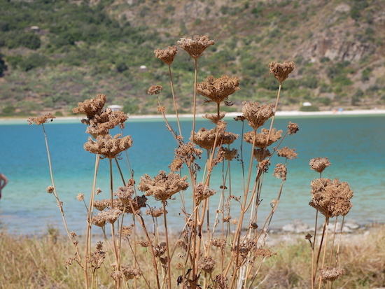 Fiori bruciati dal sole