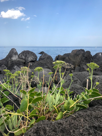 Il verde del Finocchio di Mare, il mero delle pietre laviche e il blu intenso della mare. I colori del panorama lungo il percorso naturalistico Acque Grandi nella Timpa in provincia di Catania