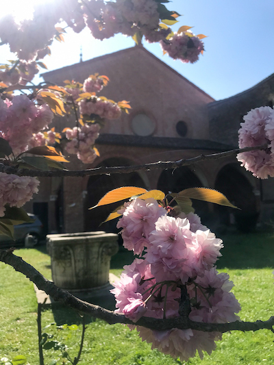 Lo splendido ciliegio giapponese in fiore al Monastero di Sant’Antonio in Polesine a Ferrara